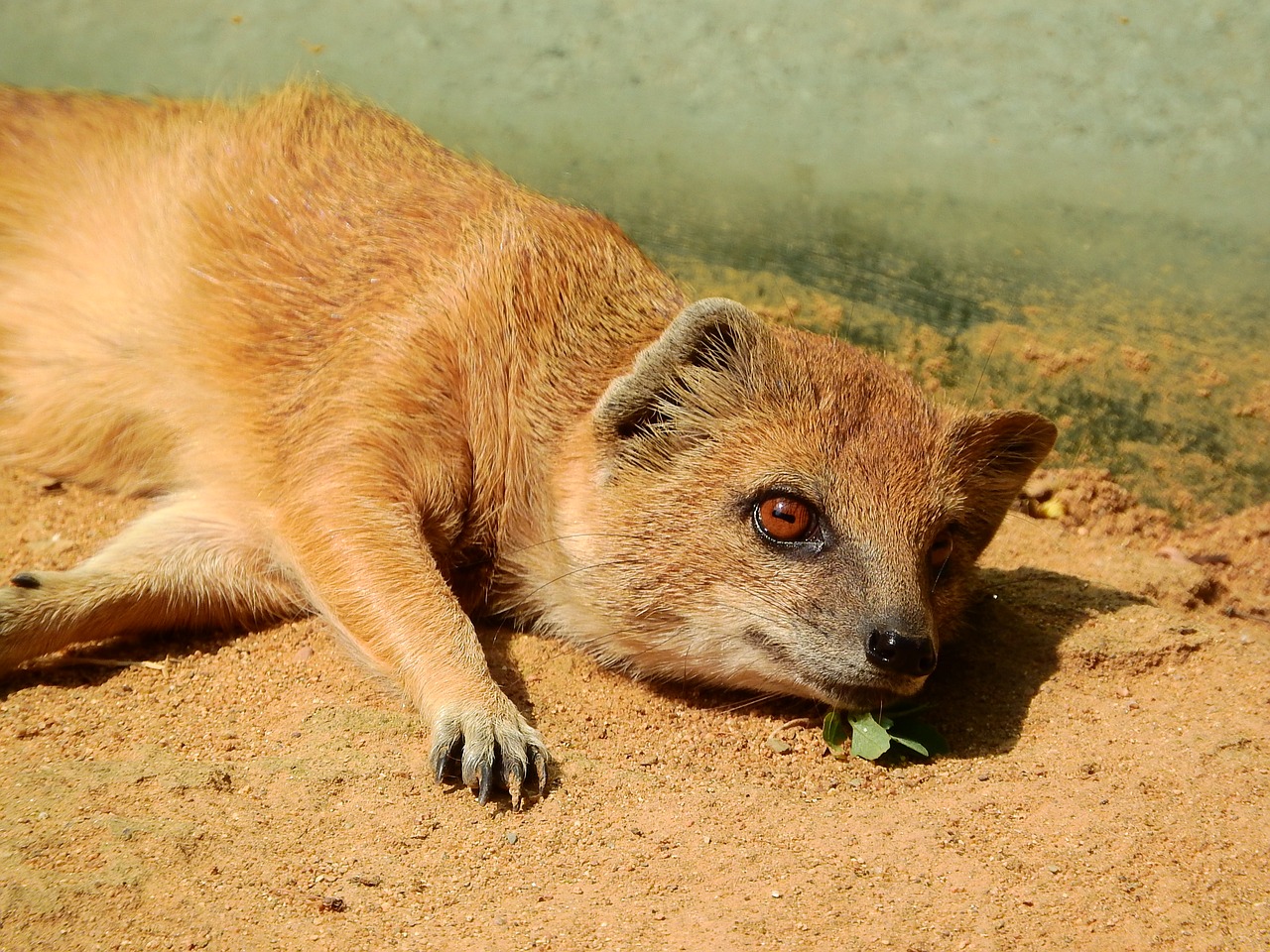 Image - mongoose fox mongoose