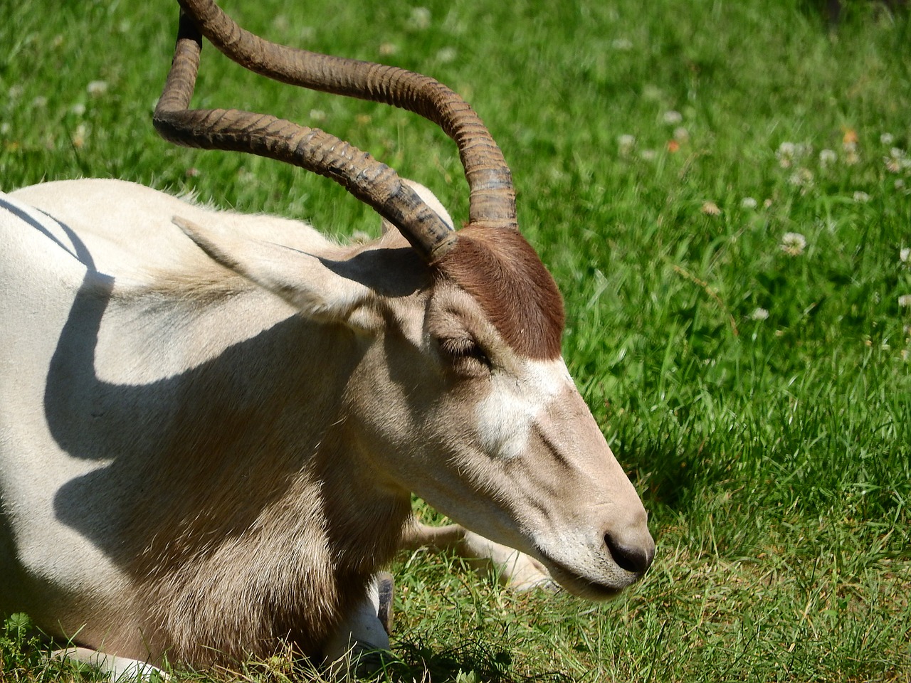 Image - addax adax nasomaculatus long horns