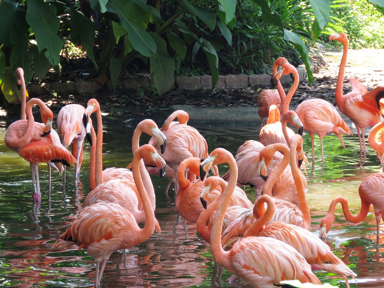 Image - flamingo water birds exotic birds