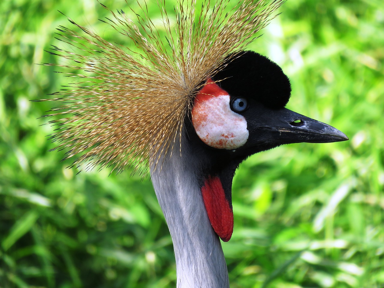 Image - bird bird nose beautiful