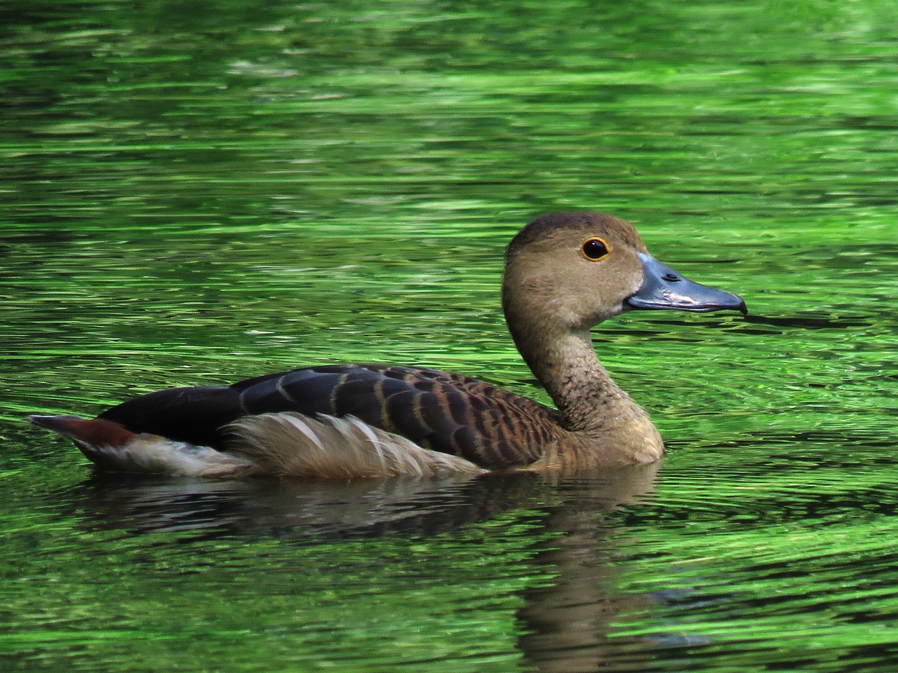 Image - duck swimming beautiful