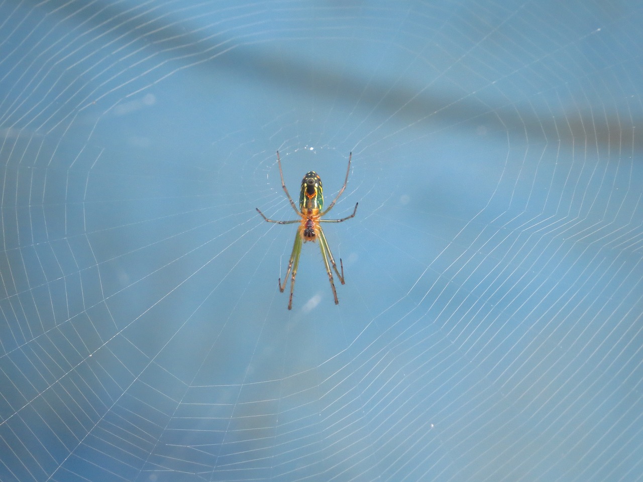 Image - nature insects colombia finlandia