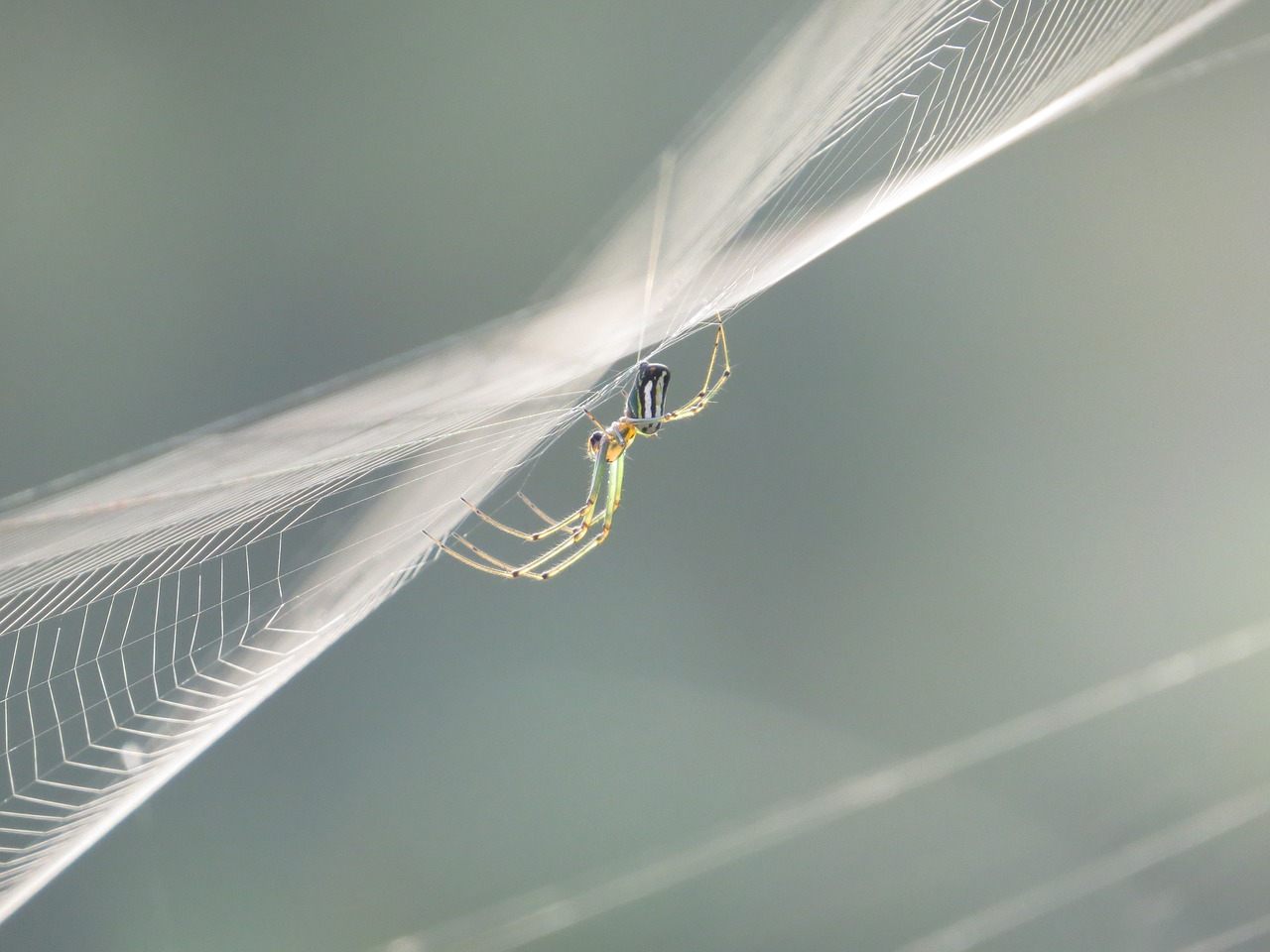 Image - nature insects colombia finlandia