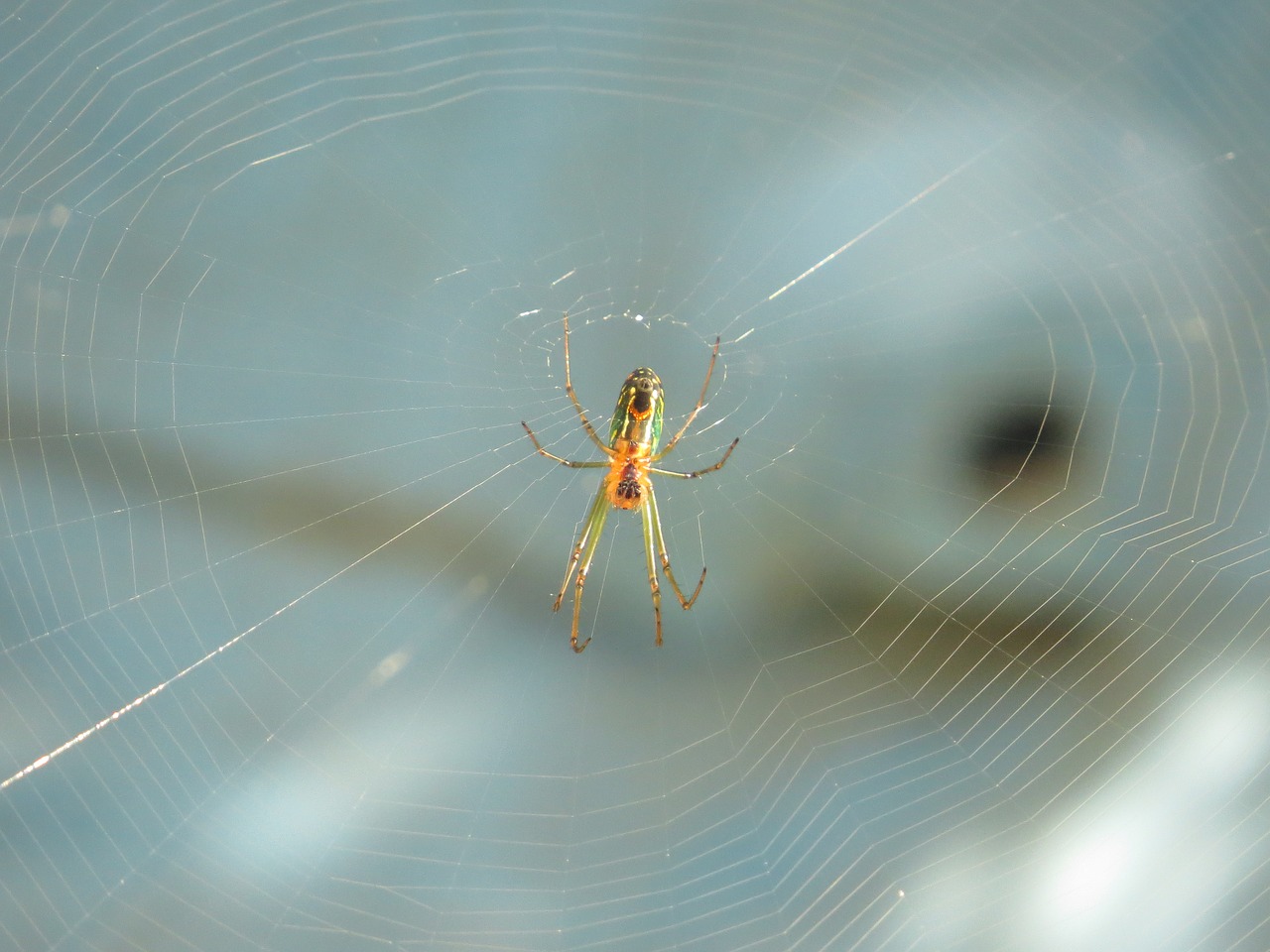 Image - nature insects colombia finlandia