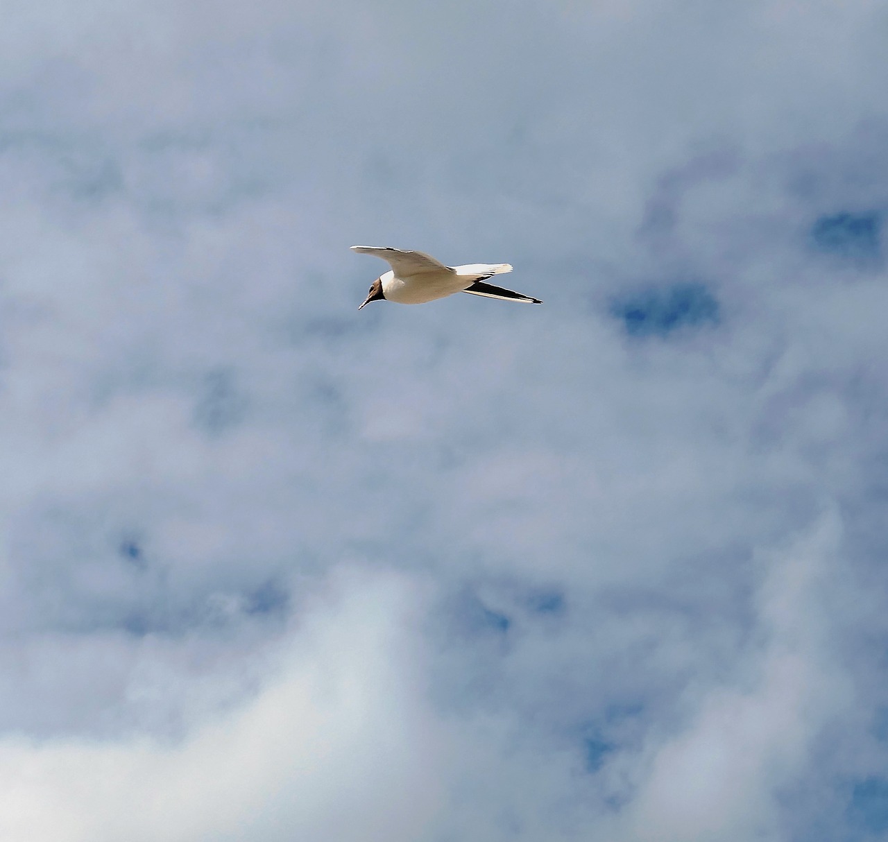 Image - gull bird natural beauty lake fly