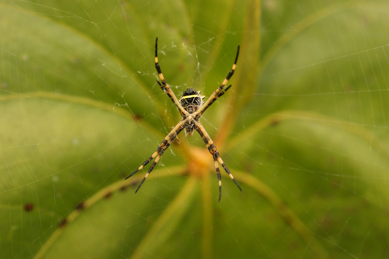 Image - nature in the field ulloa