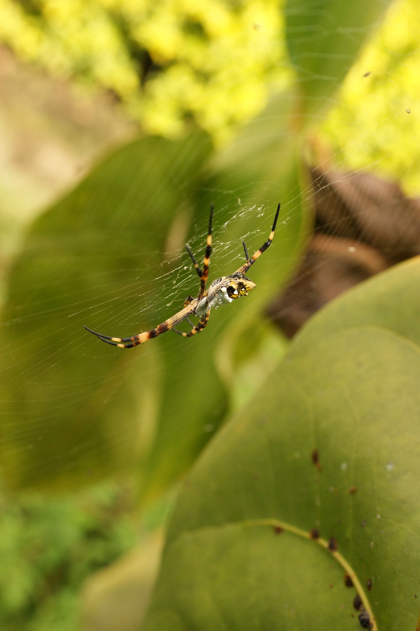 Image - nature in the field ulloa