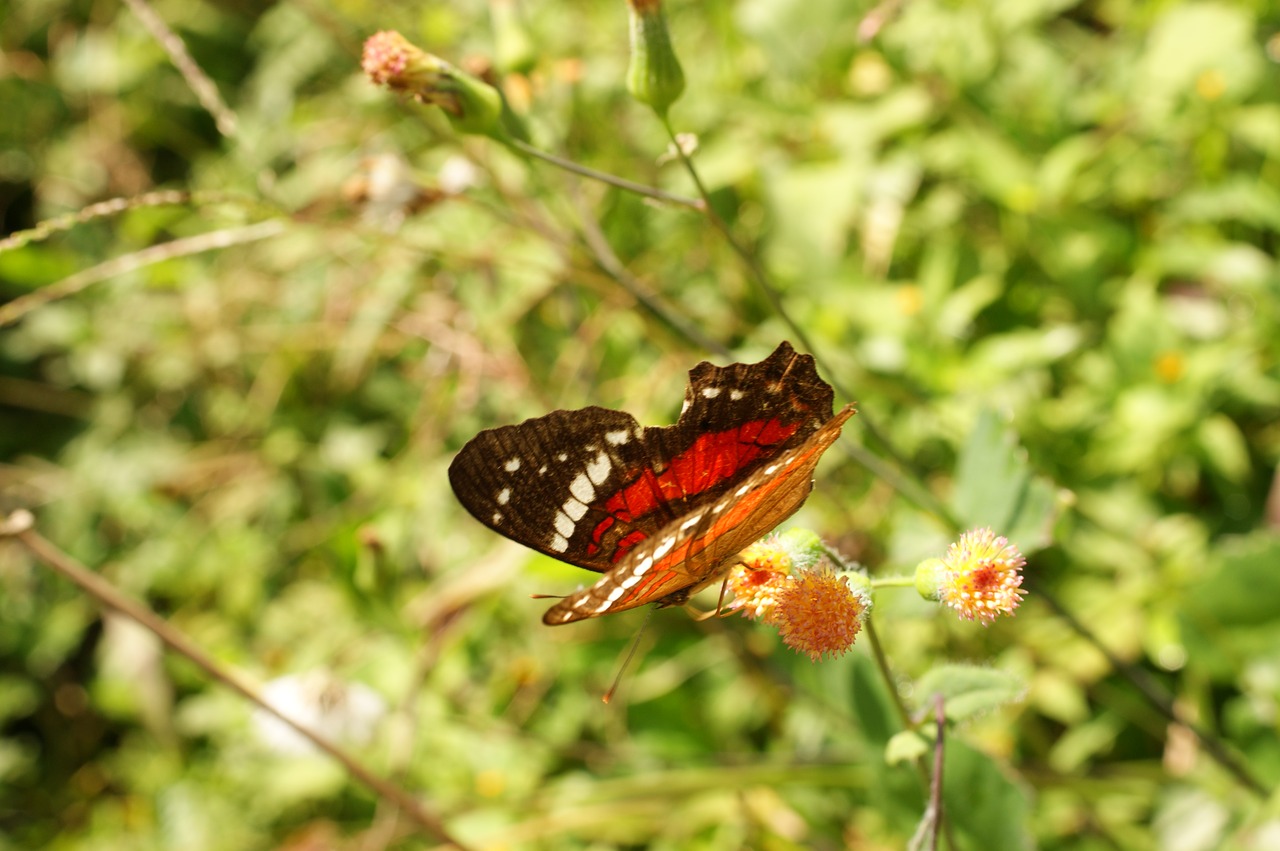 Image - nature in the field india