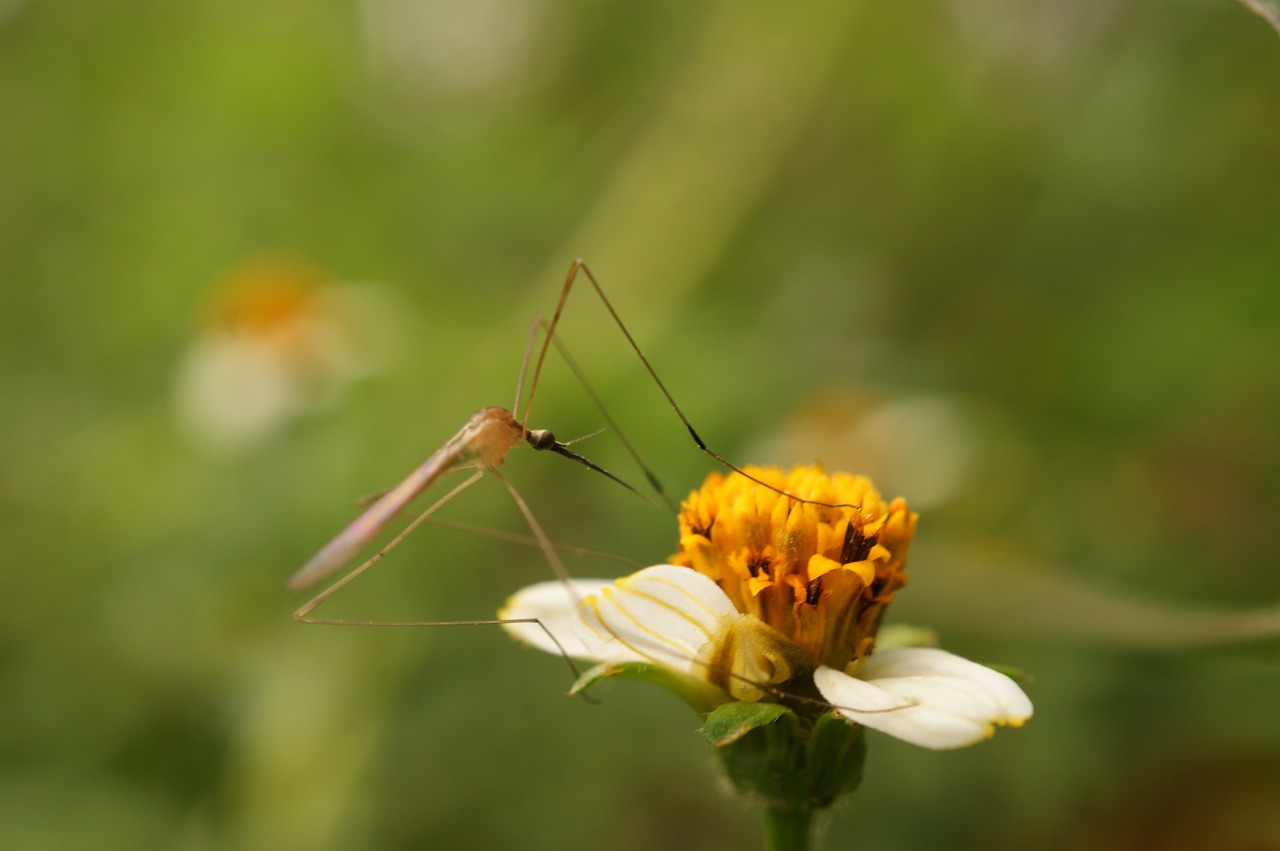 Image - nature in the field india