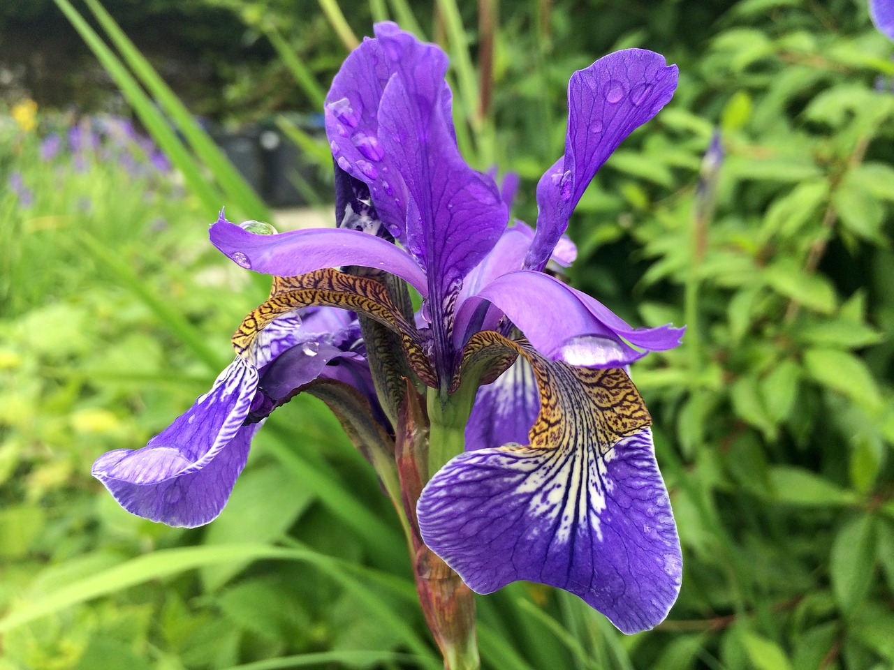 Image - flower iris nature spring floral