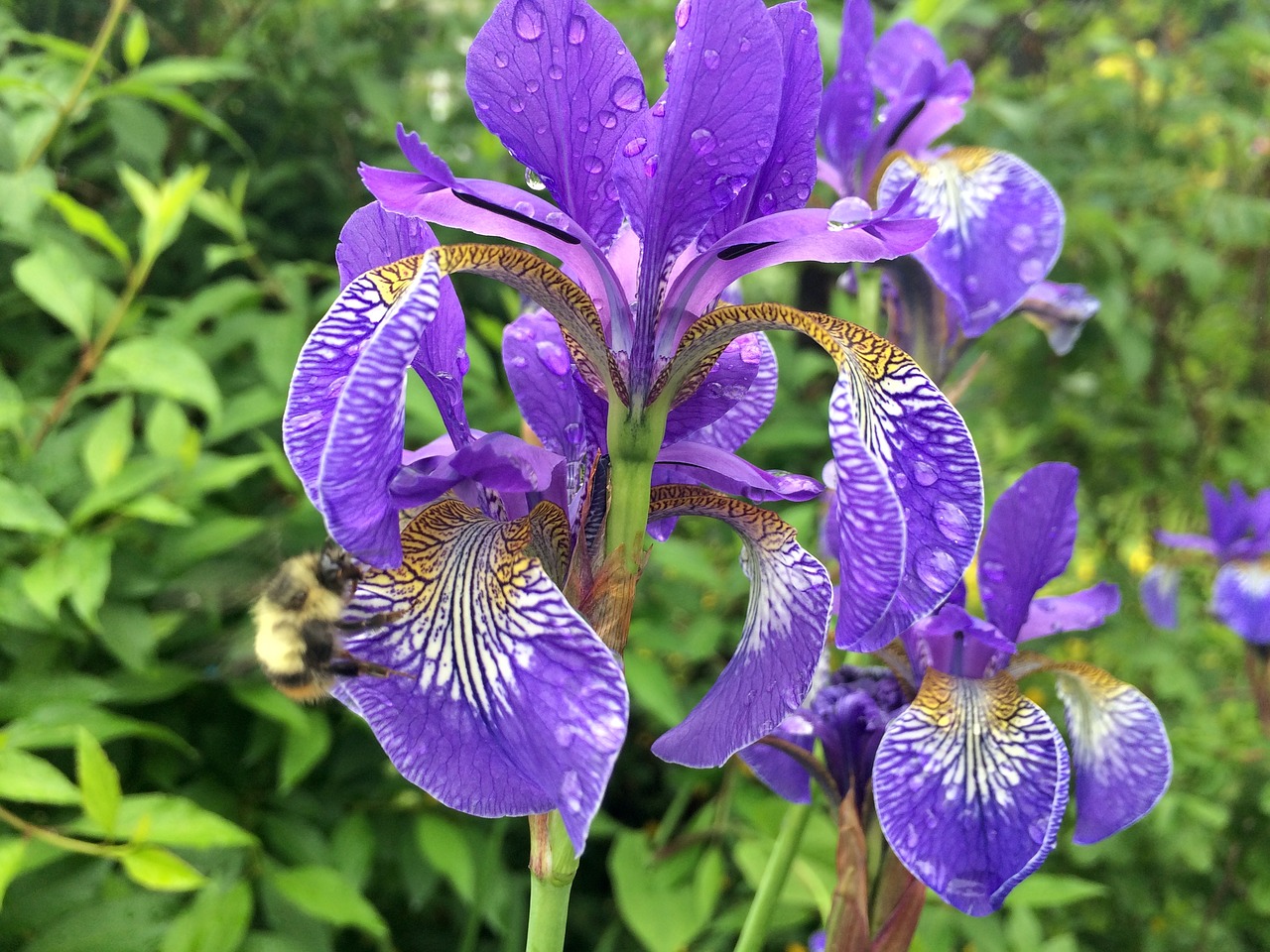 Image - flower iris nature spring floral