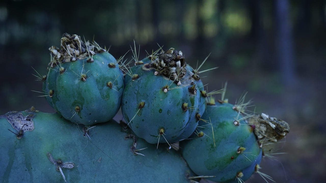 Image - nopales tunas espinas organic
