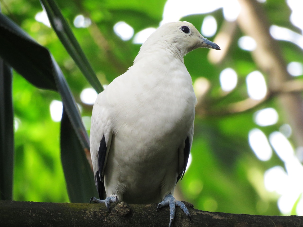 Image - dove pigeon bird colorful