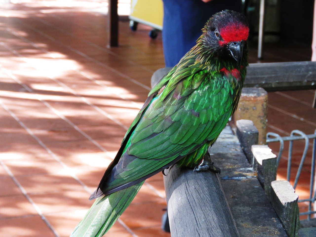 Image - parrot bird macaw beautiful bird