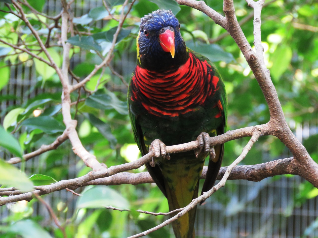 Image - parrot bird macaw beautiful bird