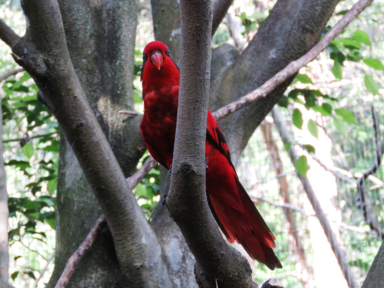 Image - parrot bird macaw beautiful bird