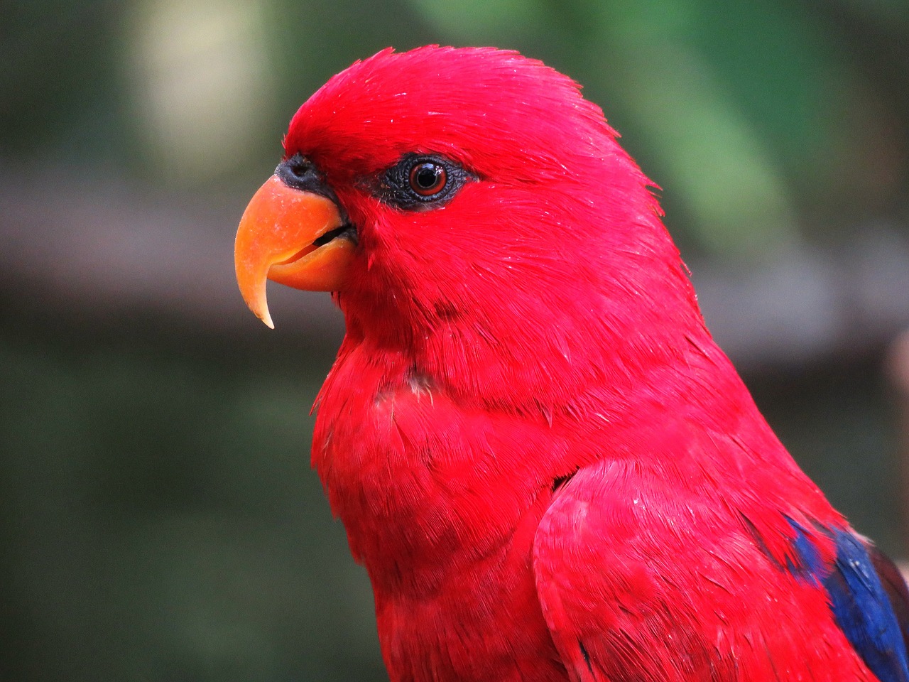 Image - parrot bird macaw beautiful bird