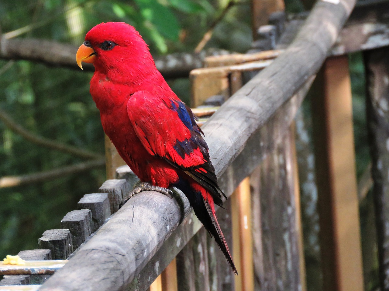 Image - parrot bird macaw beautiful bird