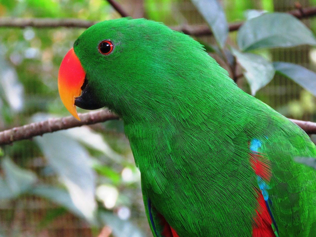 Image - parrot bird beautiful bird