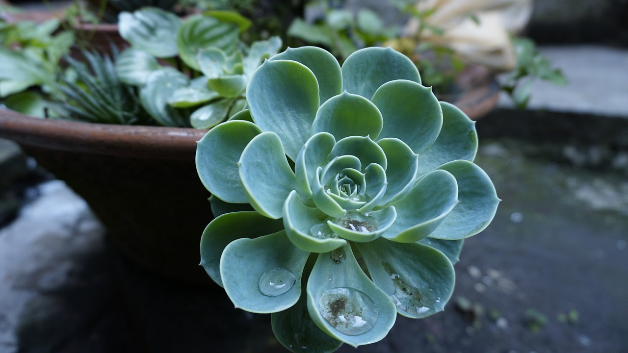 Image - flower droop nature plant