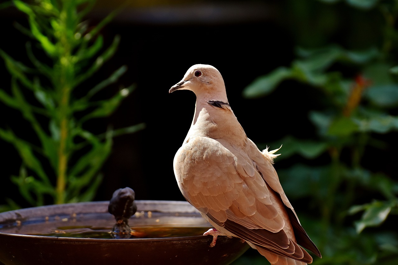 Image - dove collared bird plumage garden