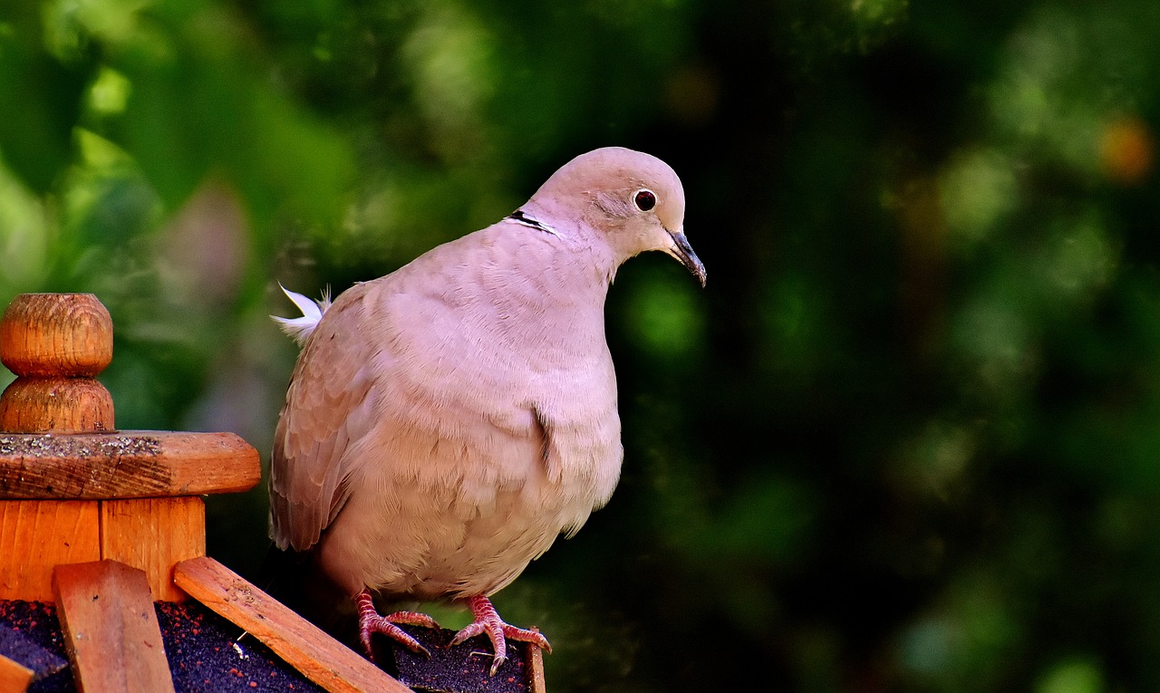 Image - dove collared bird plumage garden