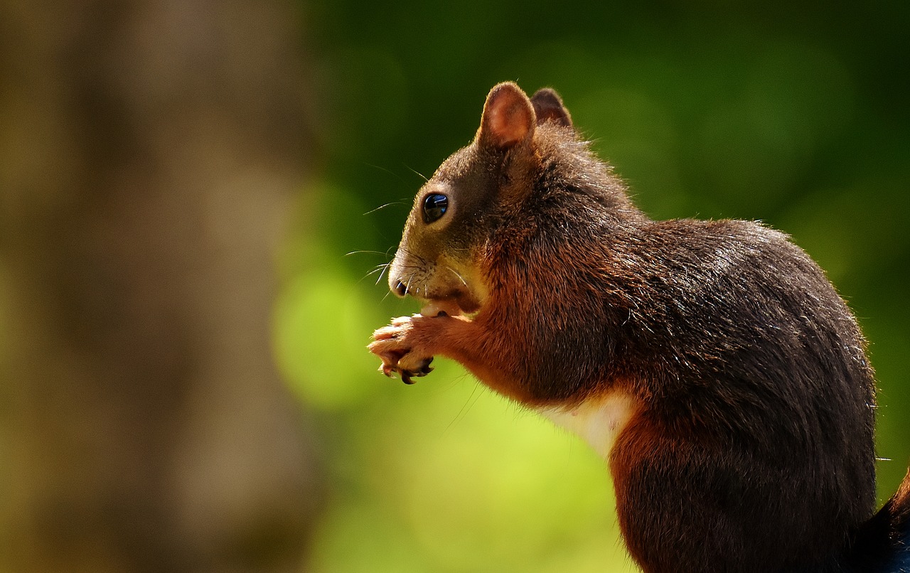 Image - squirrel nager garden rodent