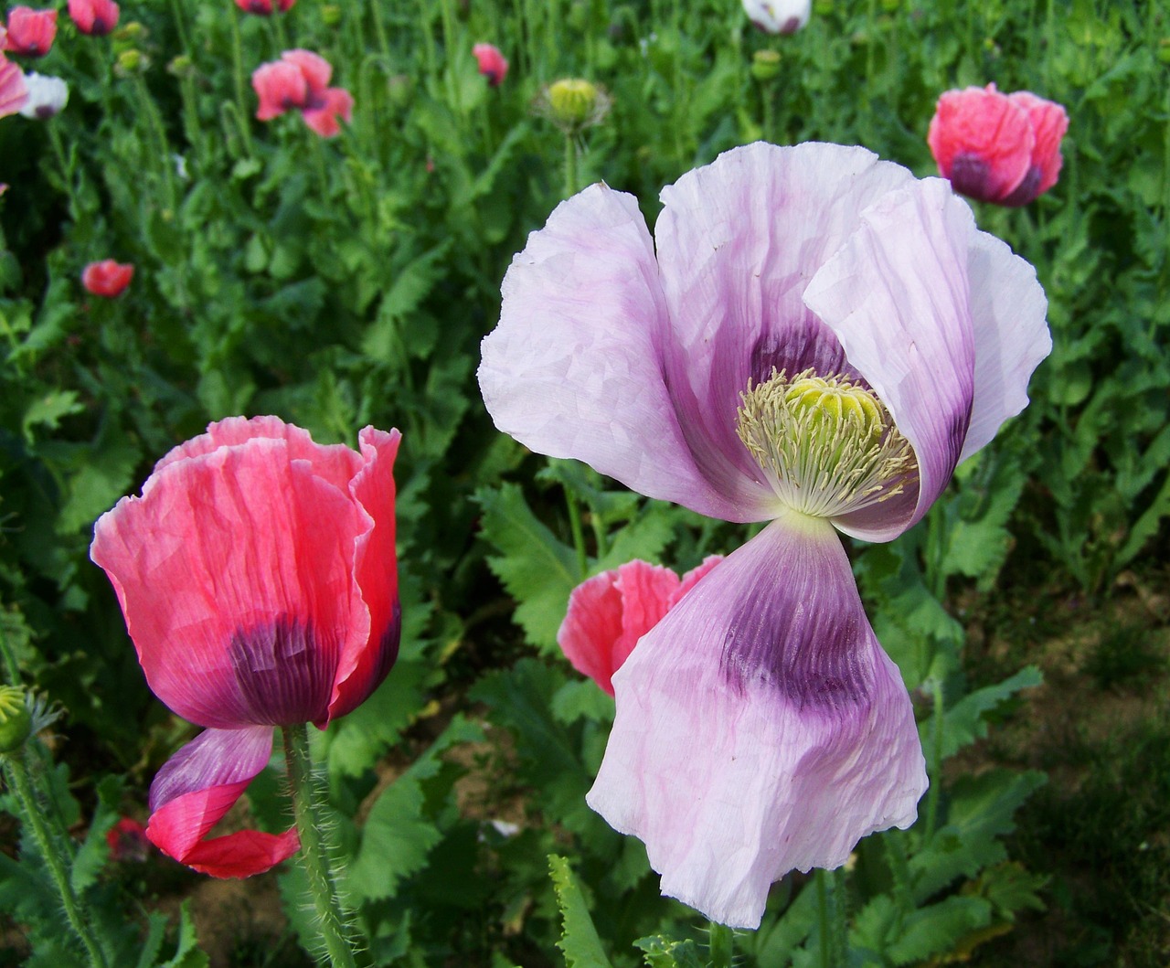 Image - mákvirágok mákföld cultivars summer