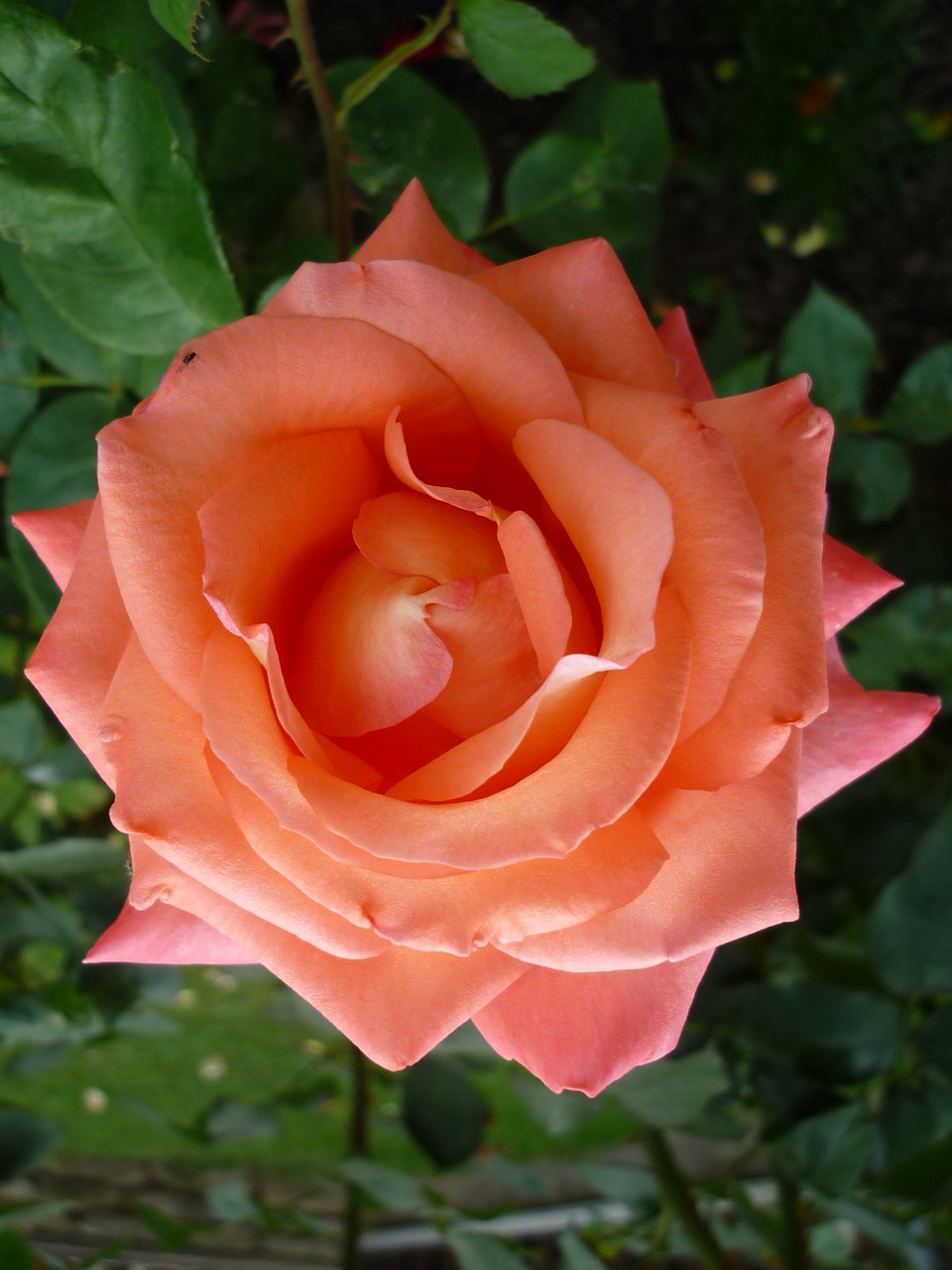 Image - rose flower garden flowers