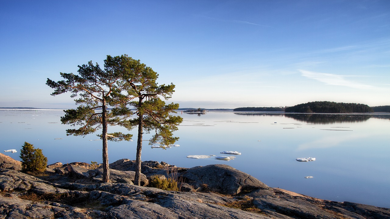 Image - tree pine pine trees green nature