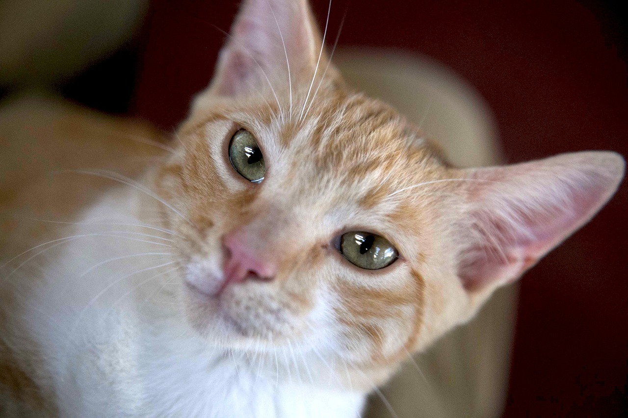 Image - cat coffee pussycat