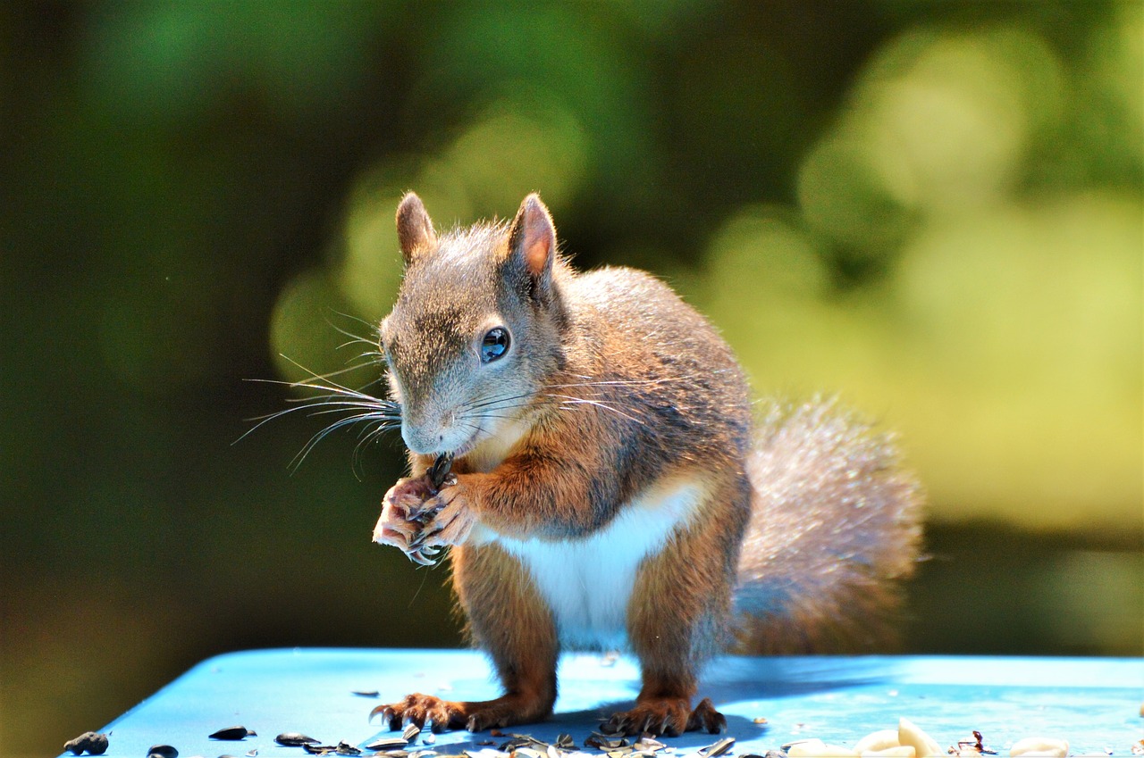 Image - squirrel nager rodent brown nut