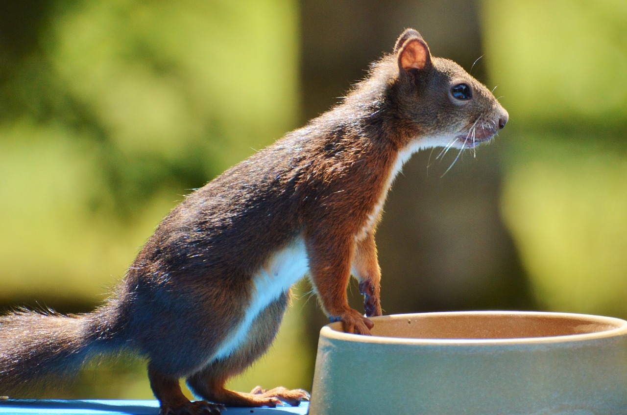 Image - squirrel nager rodent brown nut