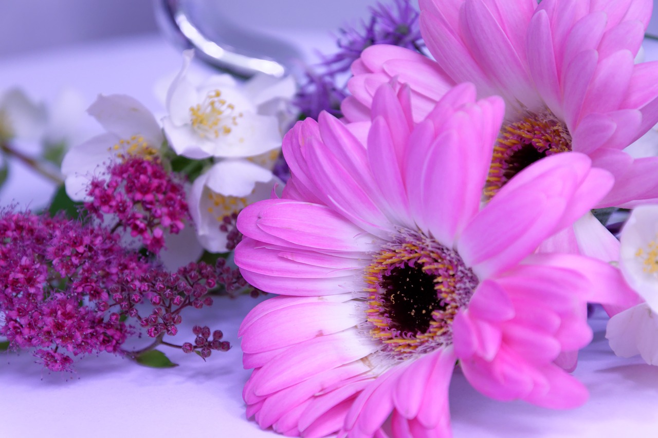 Image - flower gerbera jasmin pink tender