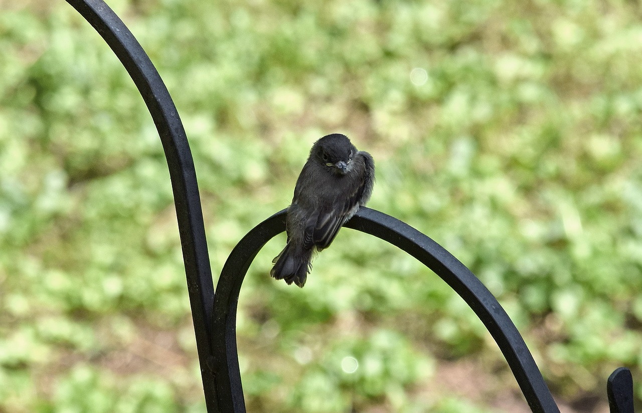 Image - fledgling eastern phoebe