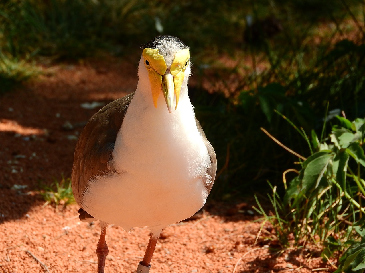 Image - lapwing australian