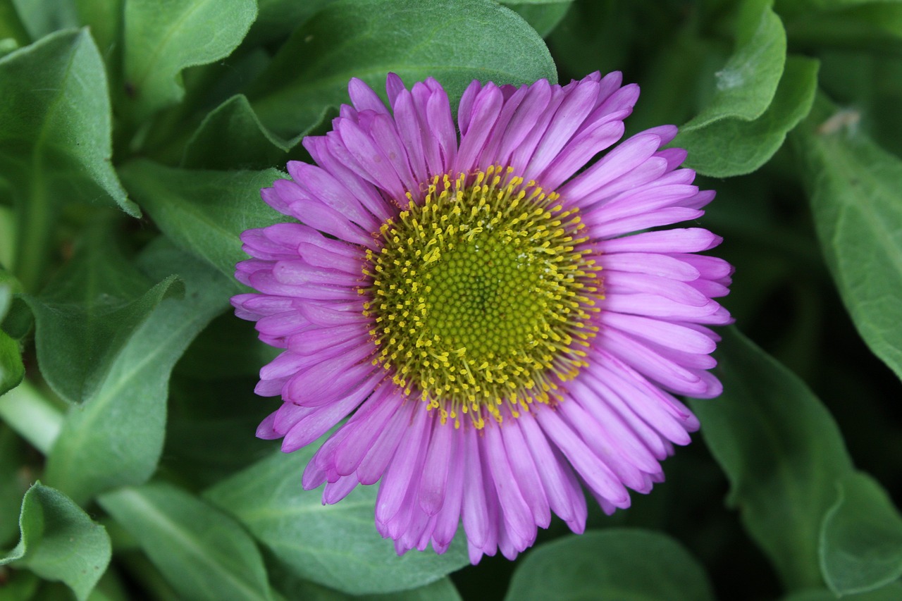 Image - erigeron flower perennial