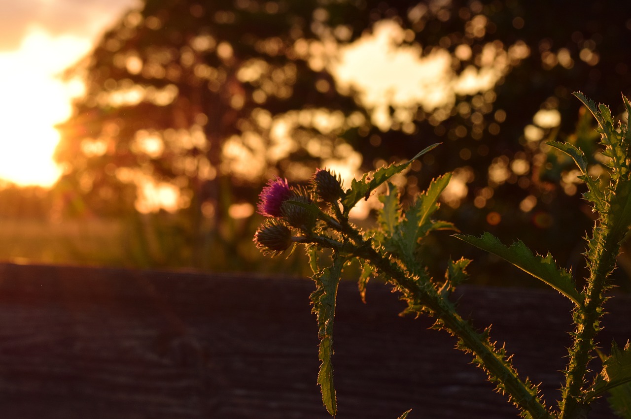 Image - evening back light thistle sunset