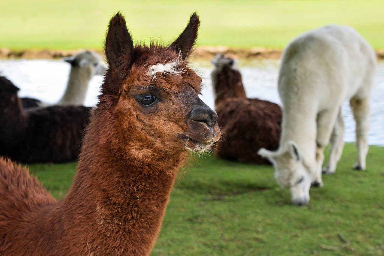 Image - alpaca animal camelid lama