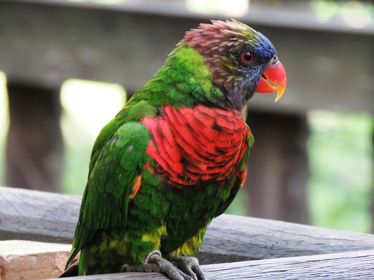 Image - parrot macaw beautiful bird