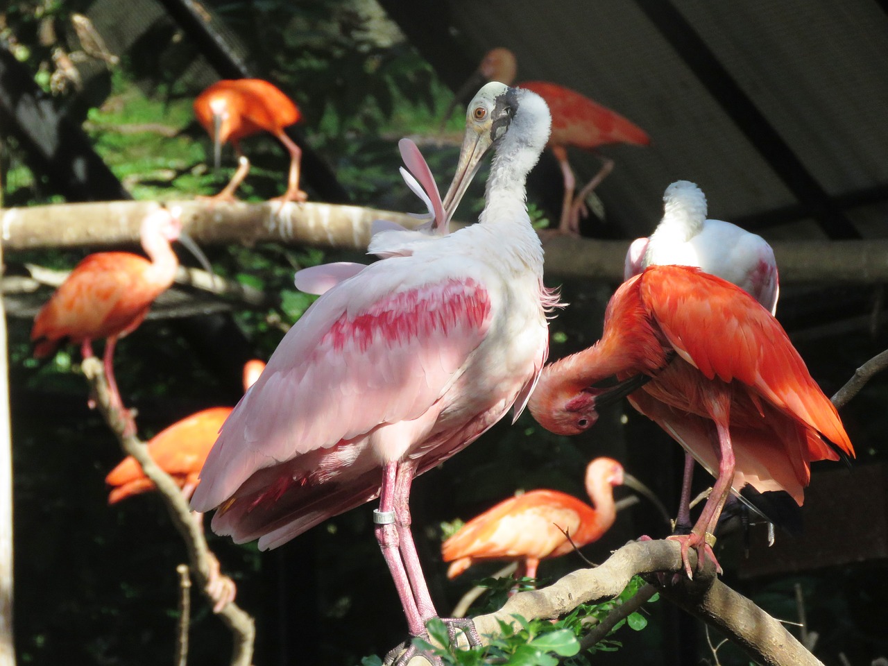 Image - flamingo water birds exotic birds