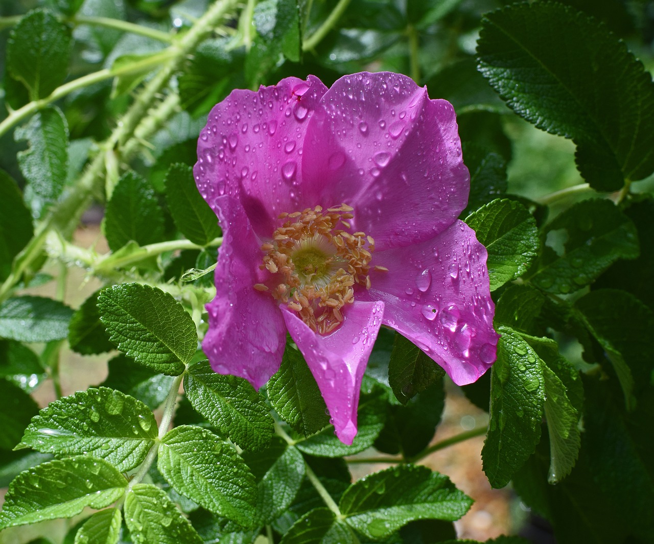 Image - hot pink rugosa with raindrops