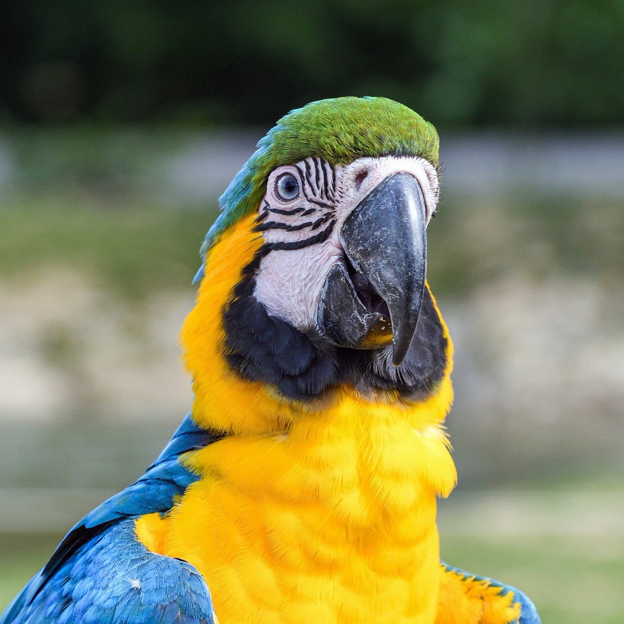 Image - parrot ara bird blue yellow