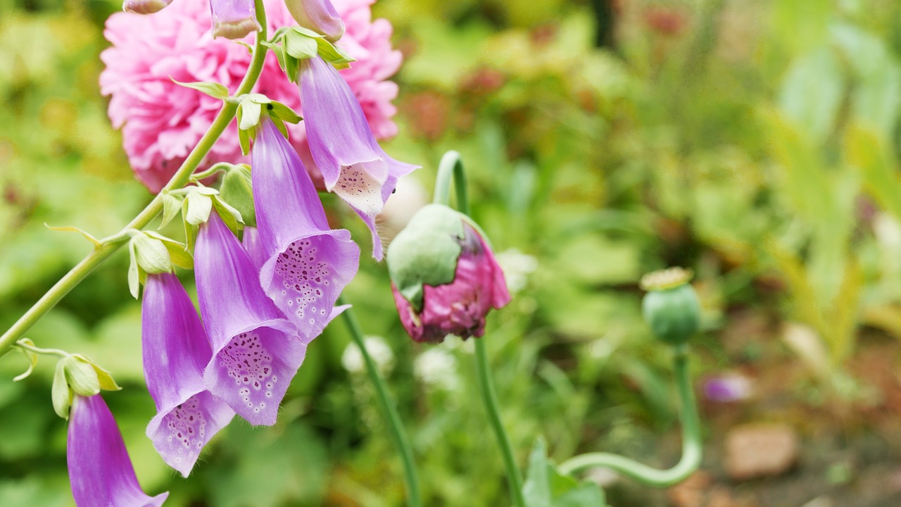 Image - thimble plant pink purple