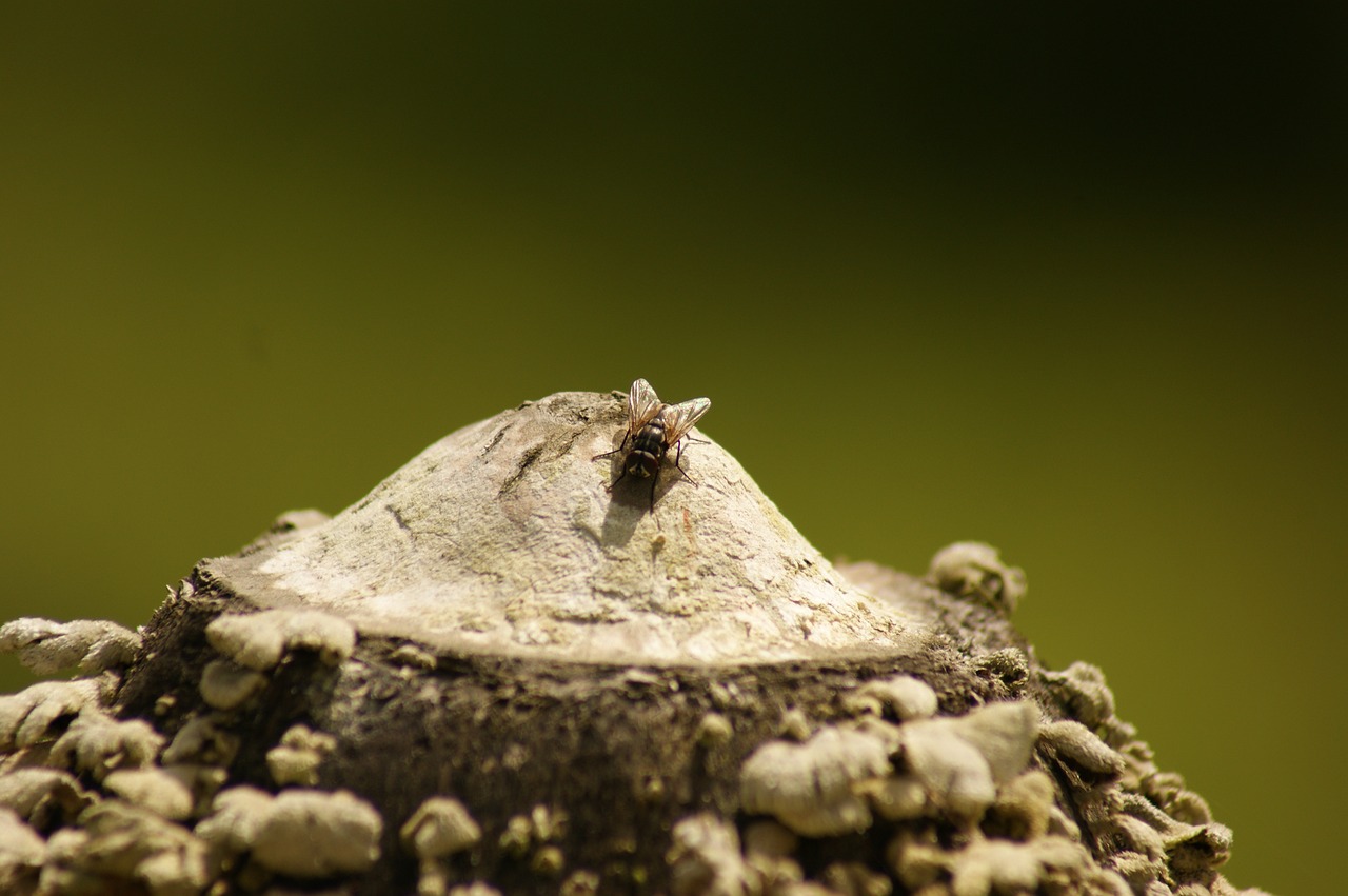 Image - nature in the field india