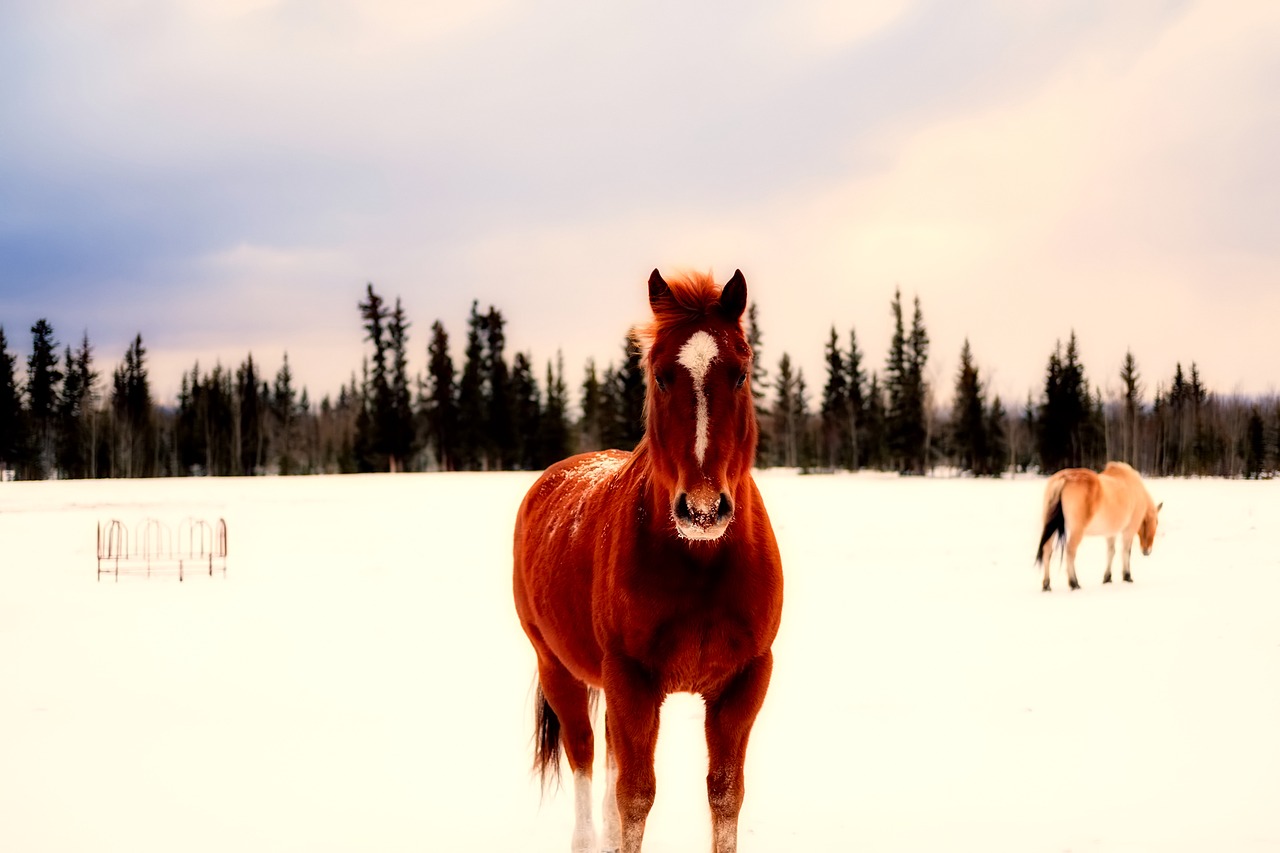 Image - canada winter snow ponies horses