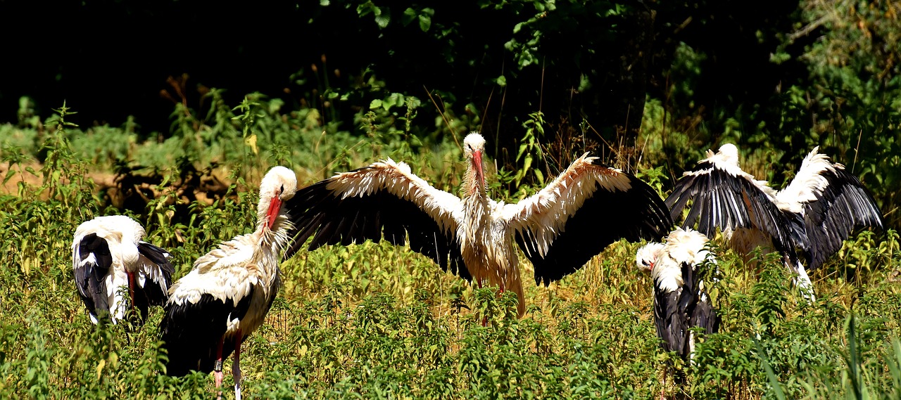 Image - storks fly birds white stork bird