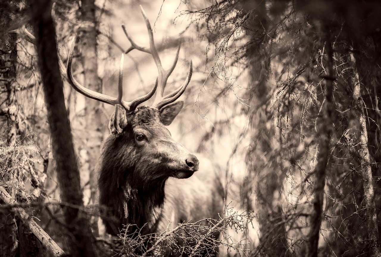 Image - deer elk animal wildlife stag