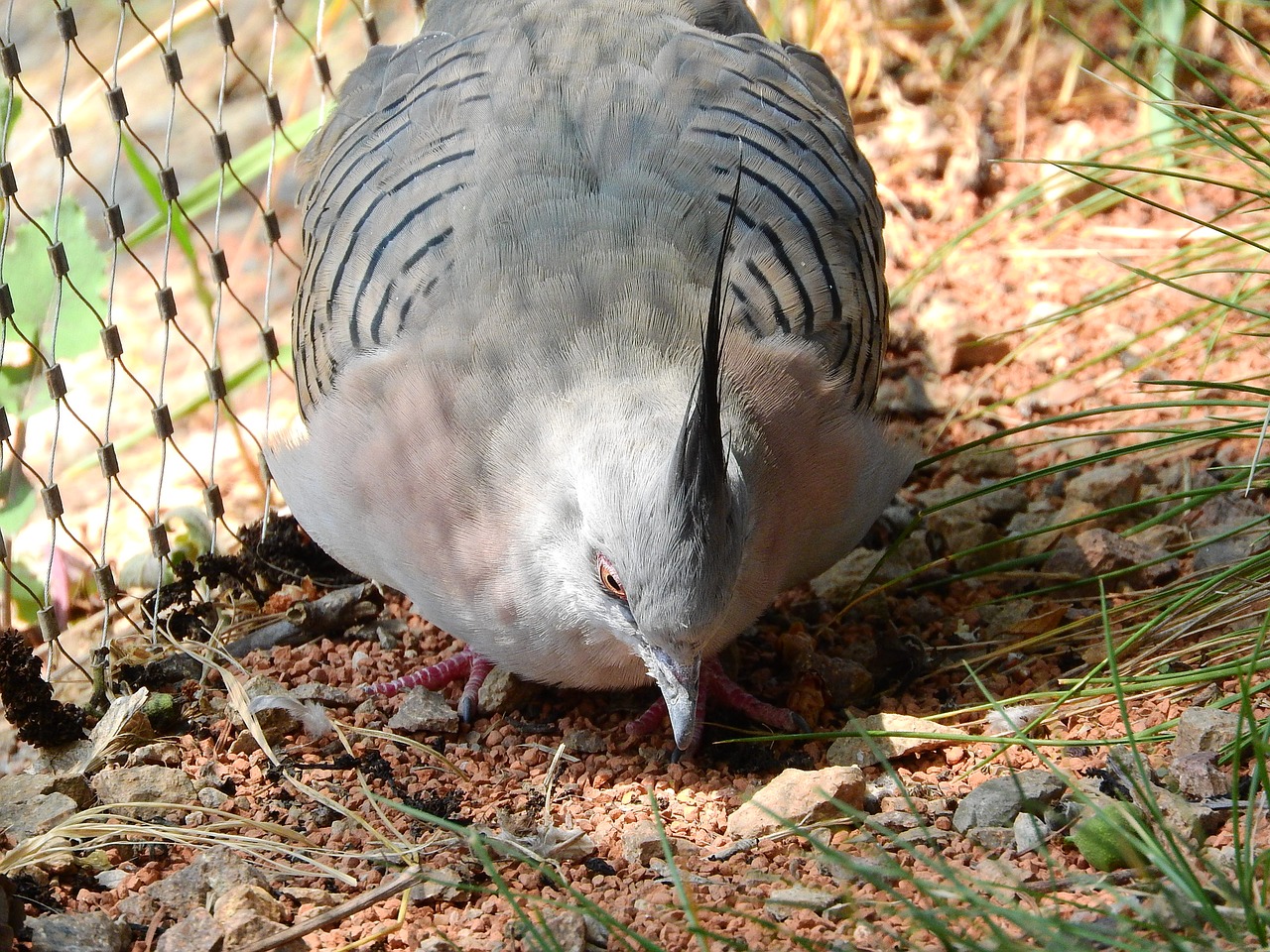 Image - pigeon crested ocyphaps lophotes