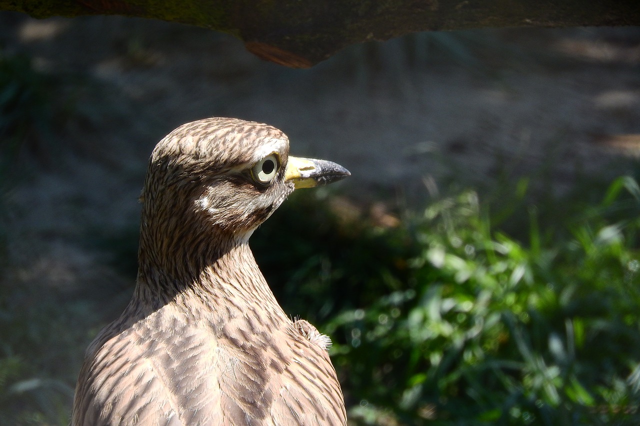 Image - double úhorní burhinus oedicnemus